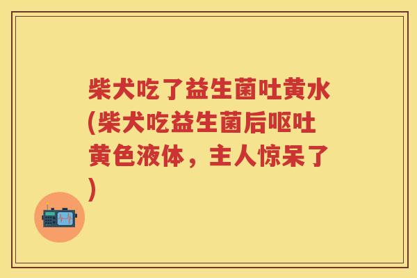 柴犬吃了益生菌吐黄水(柴犬吃益生菌后黄色液体,主人惊呆了) 柴犬吃了益生菌吐黄水(柴犬吃益生菌后黄色液体,主人惊呆了)