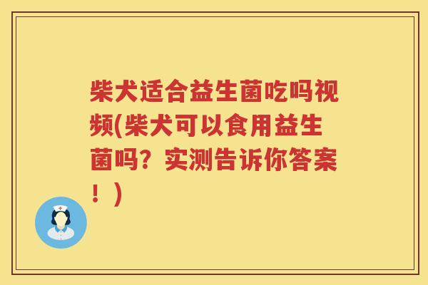 柴犬适合益生菌吃吗视频(柴犬可以食用益生菌吗?实测告诉你答案!) 柴犬适合益生菌吃吗视频(柴犬可以食用益生菌吗?实测告诉你答案!)