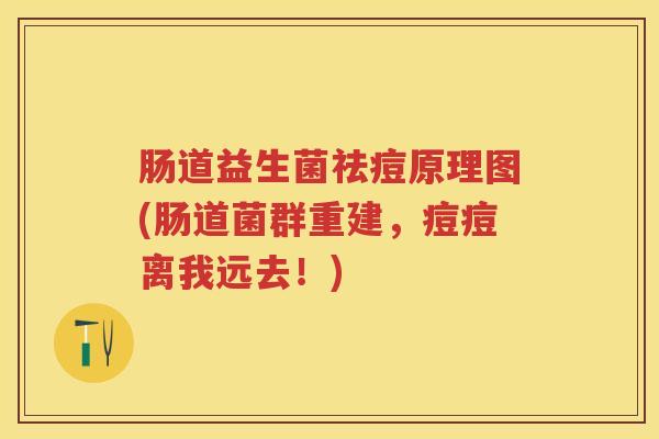 肠道益生菌祛痘原理图(肠道菌群重建，痘痘离我远去！)