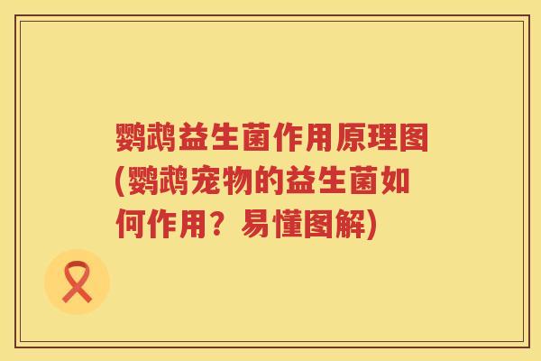 鹦鹉益生菌作用原理图(鹦鹉宠物的益生菌如何作用？易懂图解)