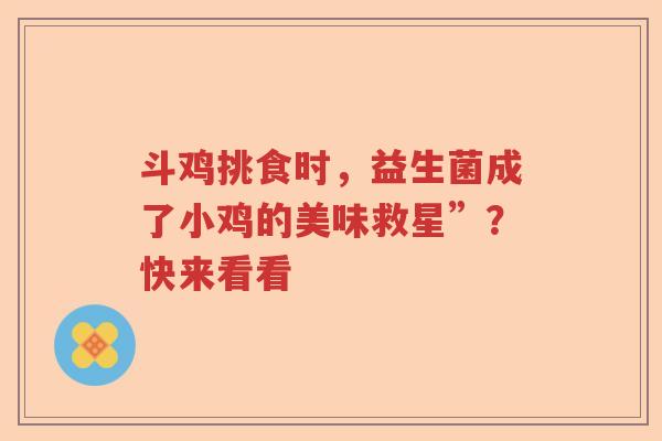 斗鸡挑食时，益生菌成了小鸡的美味救星”？快来看看